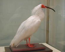 big krasnonogiy-ibis (onbird.ru).jpg